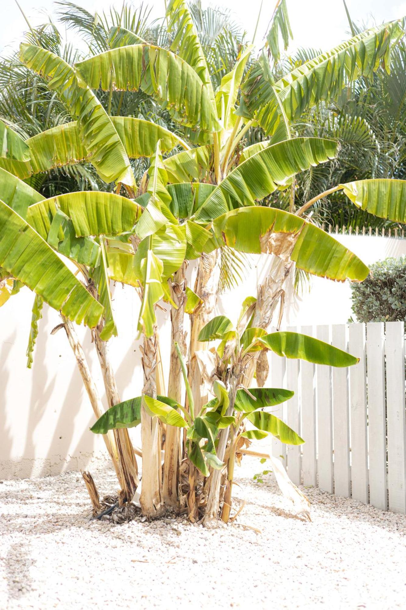 빌렘스타트 Dushi Townhouse Curacao 아파트 외부 사진